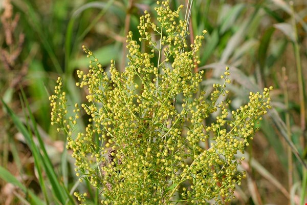 Sladki pelin (Artemisia annua L.)