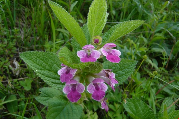 Melisa (Melissa officinalis L.)